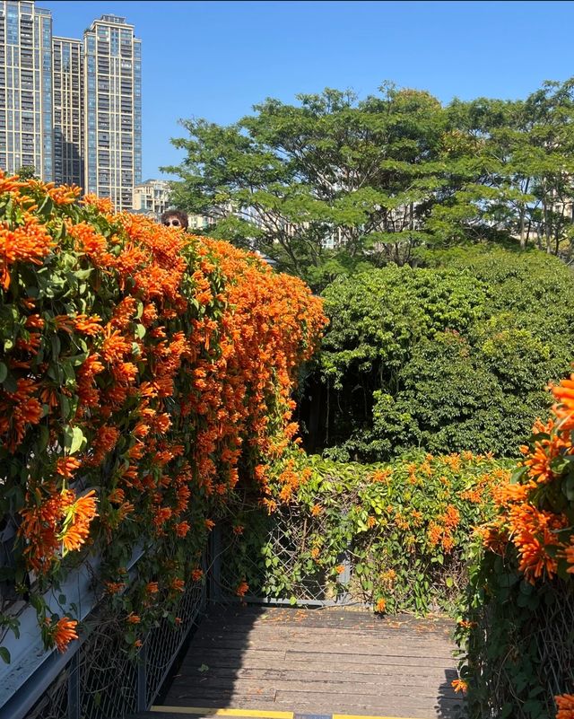 深圳香蜜公園橘黃花瀑來襲，盛花期美到犯規