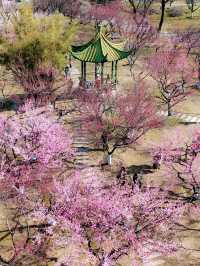 武漢2-5月賞花攻略！是春和景明