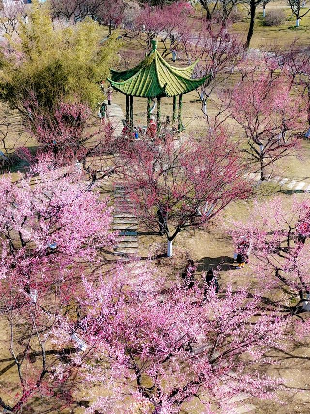 武漢2-5月賞花攻略！是春和景明