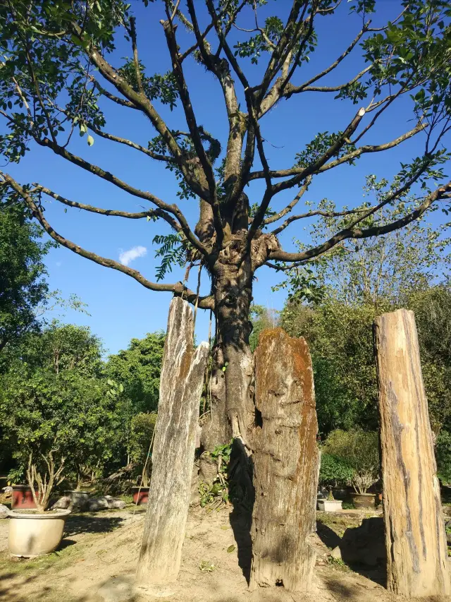 5 Days in Tengchong, Yunnan - Heshun Ancient Town, No Regrets