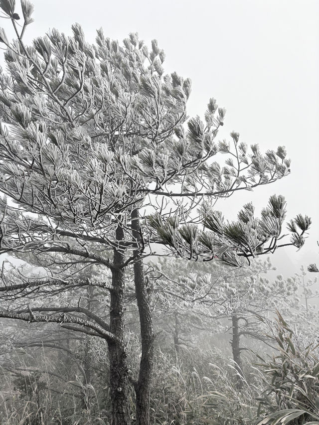 德化九仙山——閩南不可錯過的仙山秘境