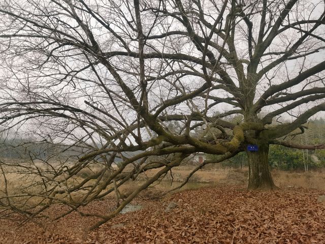 千年風采盡在南陵縣博物館