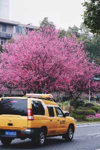 花重錦官城