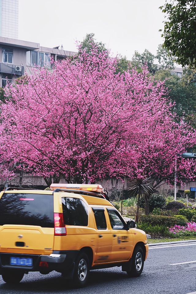 花重錦官城