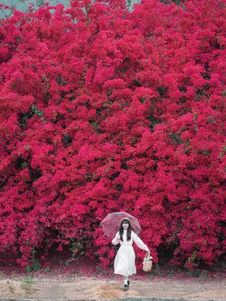 我願稱它為三角梅天花板！美到破防 ！