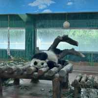 廣州動物園🐼帶娃必去❗️全攻略