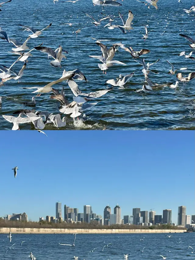 天津旅遊！觀賞海鷗！必吃美食清單