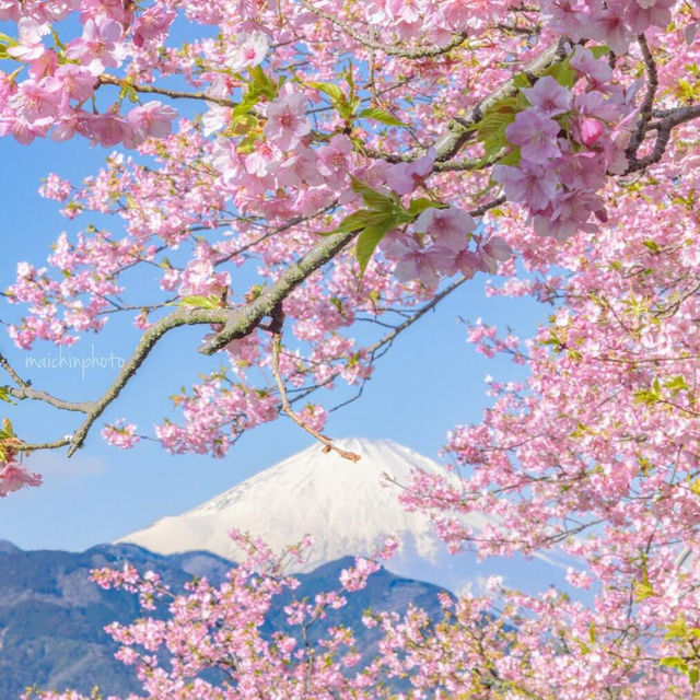 東京人私藏的賞櫻天花板🌸，一點不輸伊豆！