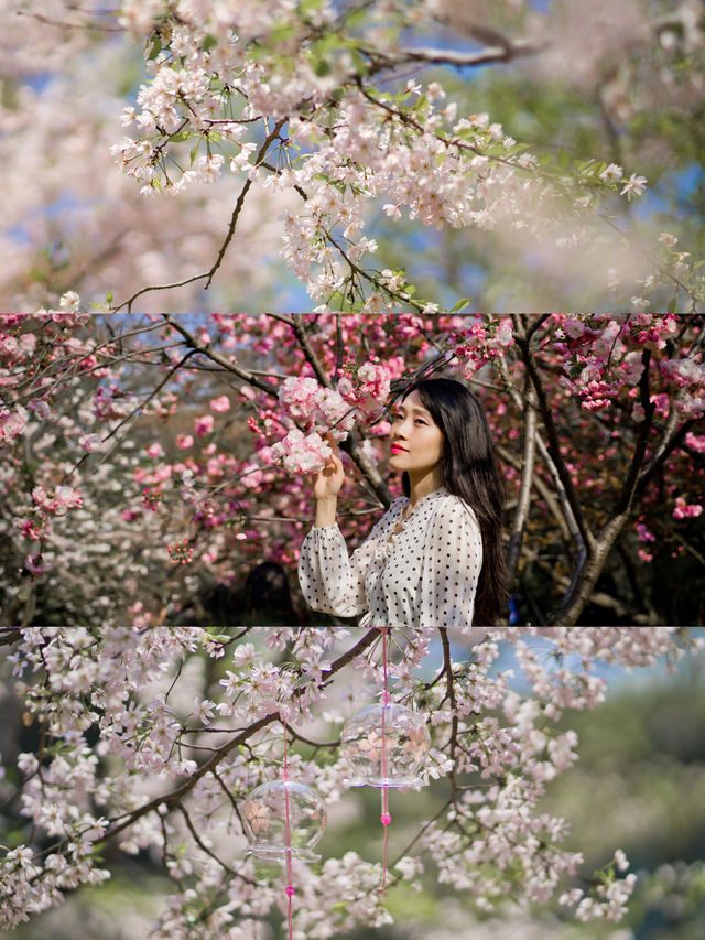 無錫賞櫻花｜3月黿頭渚限定花海攻略