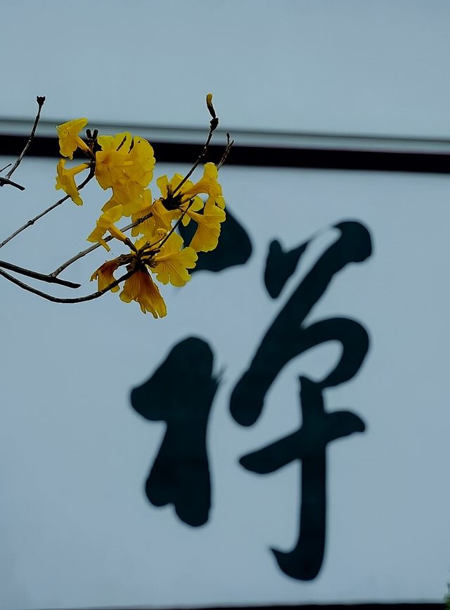 一眼淪陷！古寺與風鈴木的頂級配色學