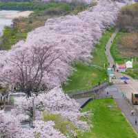 🌸被背割堤櫻花美到失語！京都頂流賞櫻地