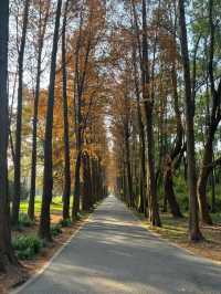 上海濱江森林公園