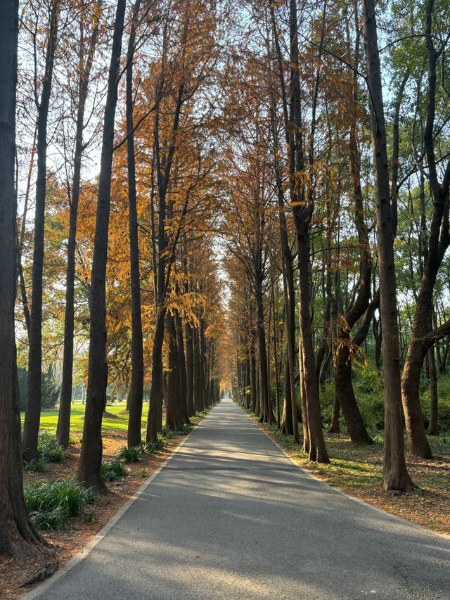 上海濱江森林公園