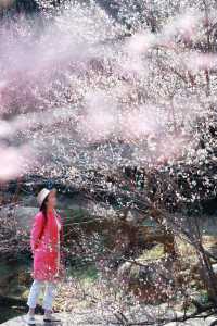 湖州水韻梅香，暢享仙境中的極致風流