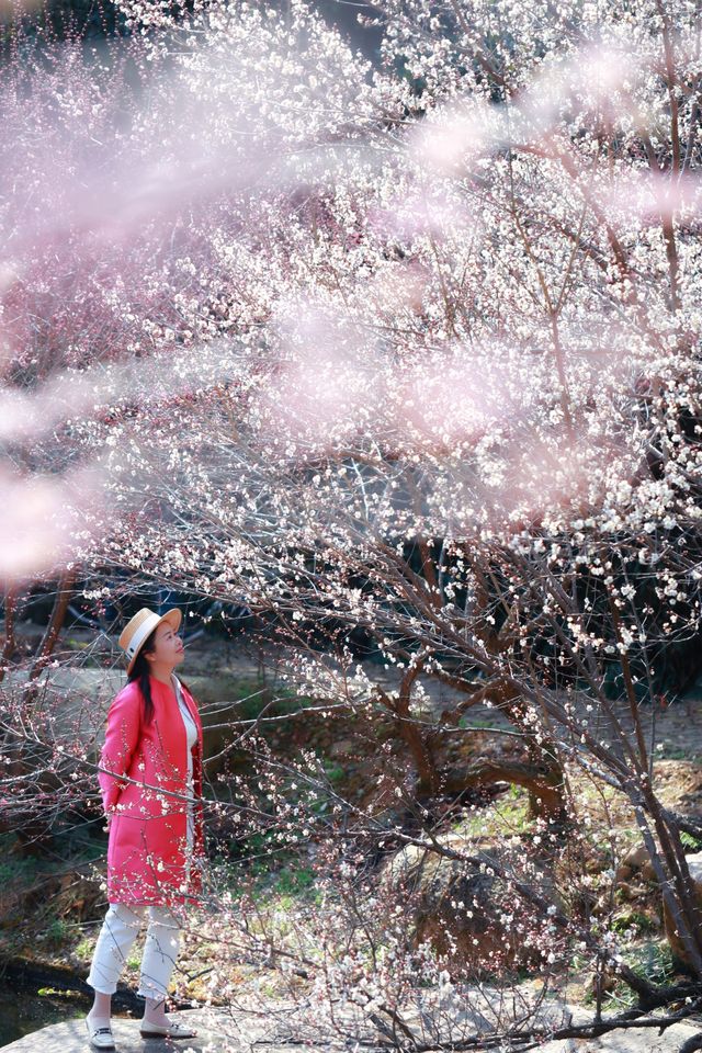 湖州水韻梅香，暢享仙境中的極致風流