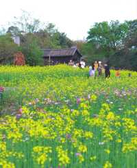 版畫村遇上色彩斑斕的油菜花海，太美太夢幻