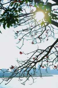 收吓泉州嘅「小紅花」——【刺桐花】