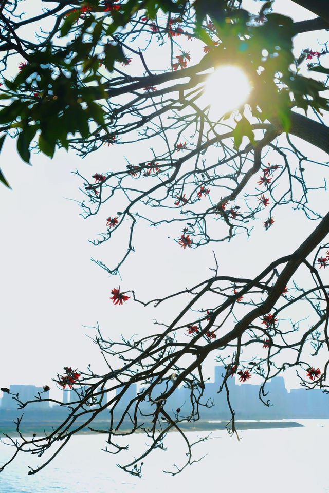 收吓泉州嘅「小紅花」——【刺桐花】