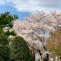 🌸札幌中島公園 | 春日必打卡嘅仙境🌸