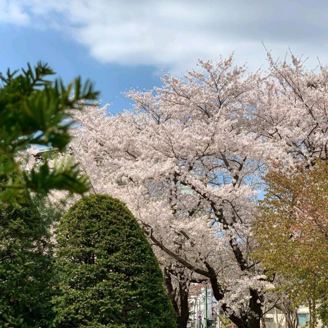 🌸札幌中島公園 | 春日必打卡嘅仙境🌸