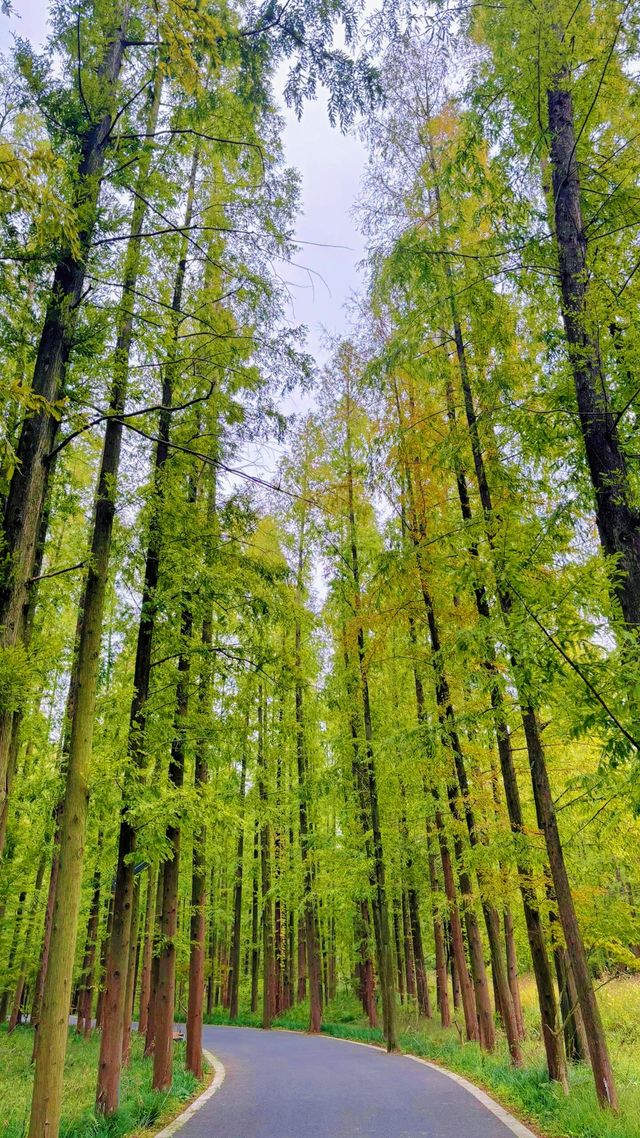 東平國家森林公園：如何避開旅遊高峰期？