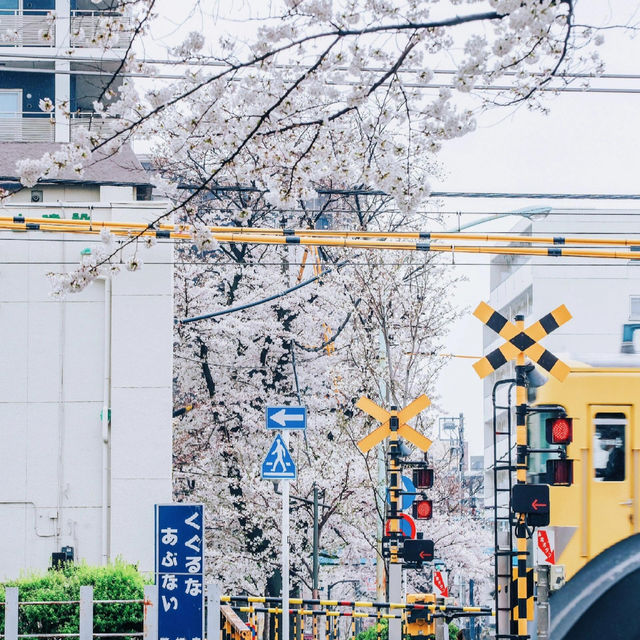 🌸追櫻地圖 | 日本的春天，是一萬次的春和景明
