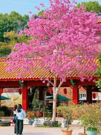 廈門春日賞花新去處！天竺岩寺紫花風鈴木