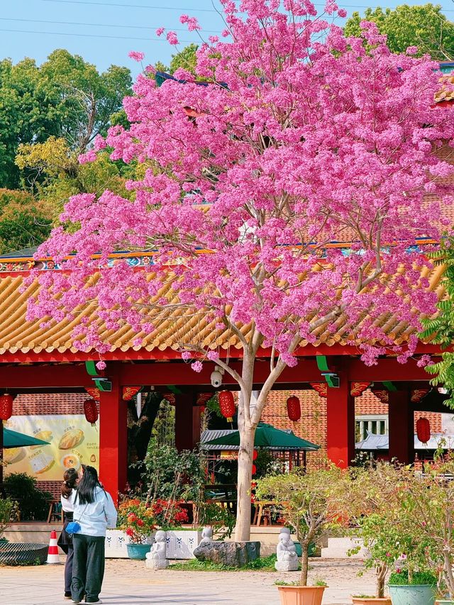 廈門春日賞花新去處！天竺岩寺紫花風鈴木