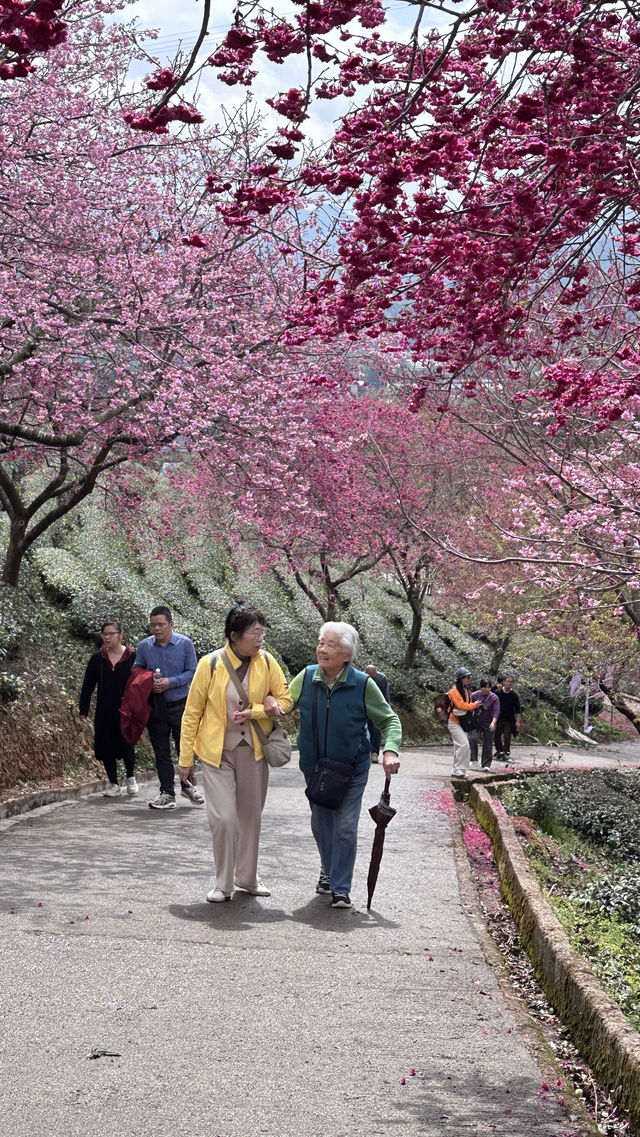 帶上86歲的老媽去福建看櫻花