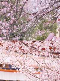 拉薩賞桃花‖假日旅遊避坑攻略