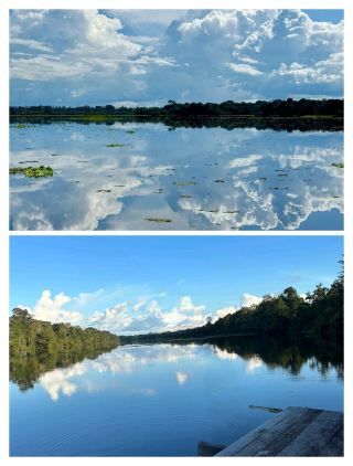 Discover the Amazon Rainforest: A Once-in-a-Lifetime Adventure.