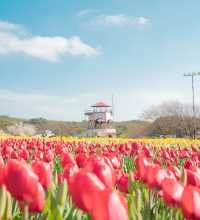 韓國賞鬱金香地圖，4月的浪漫非你莫屬