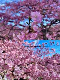 東京での桜の楽しみ方｜🌸早咲きの桜・代々木公園