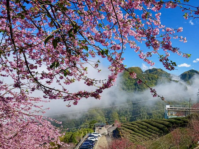 櫻舞竹韻，春映文化園