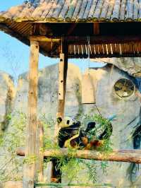 上海野生動物園：與動物共度難忘時光