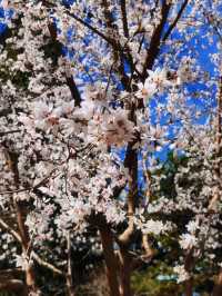 北京賞花｜中山公園這棵山桃花也太美了吧