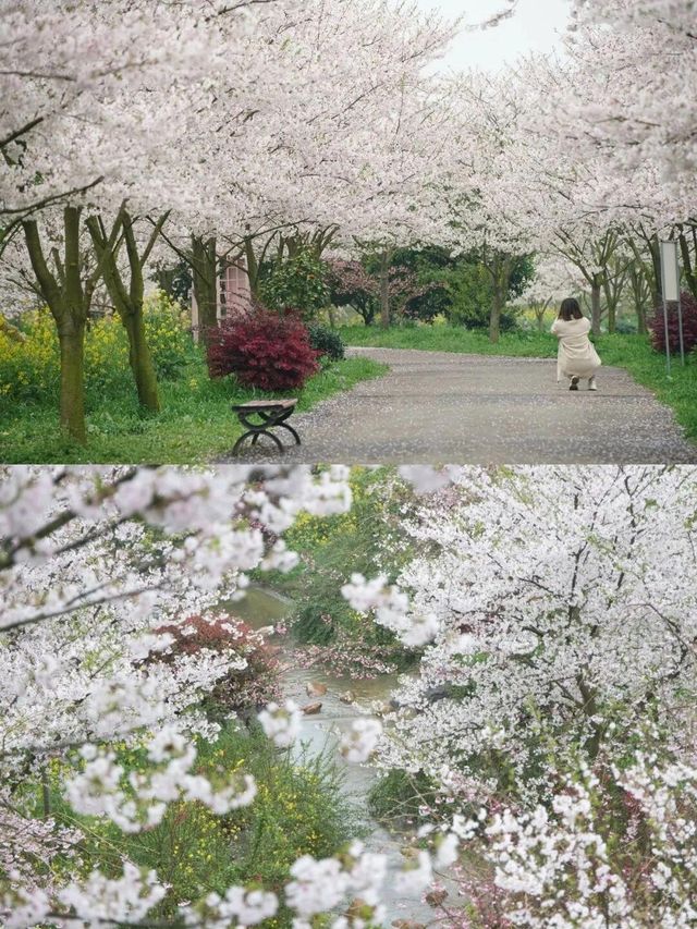 百畝櫻花