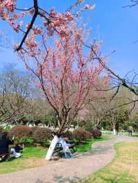 南京限定！中山植物園櫻花保姆級攻略