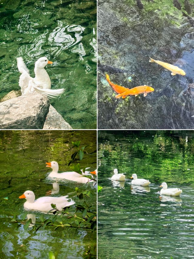 濟南五龍潭賞花全攻略 | 吃喝玩樂一站式搞掂