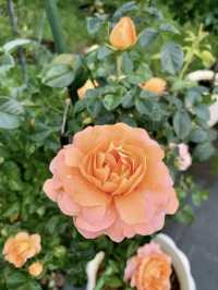 花影流光：漫步花博公園的詩意時光