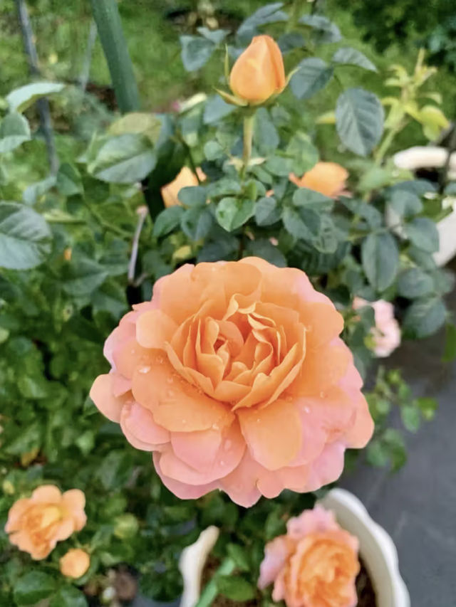 花影流光：漫步花博公園的詩意時光