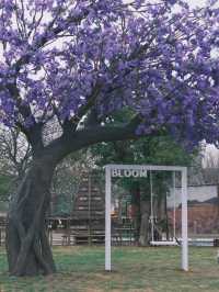 大運天地：繁花盛放的春天氛圍感，深圳蕞出片的公園