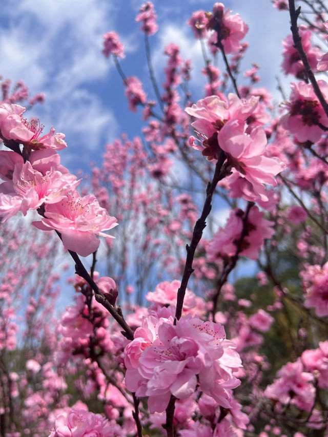 浪漫桃花之旅，廬山賞花季