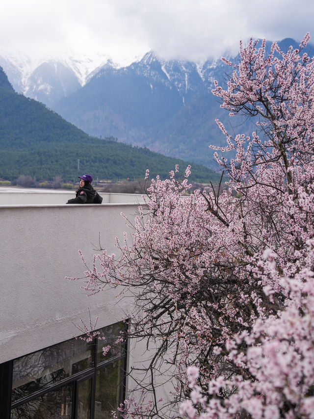 為了西藏的雪山與桃花｜專門去了次米林