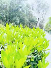 西安～高新區嘅中央公園