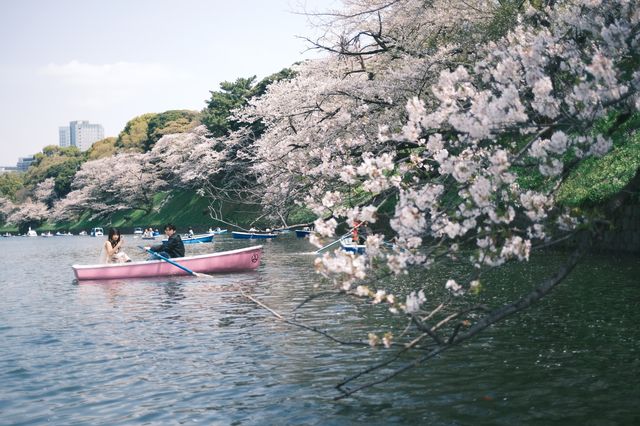 東京千鳥之淵賞櫻之旅