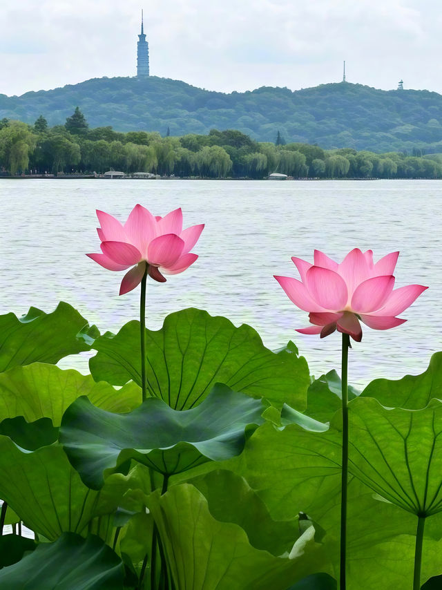 杭州賞荷攻略|一鍵解鎖江南限定浪漫！