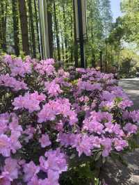 Spring Blossoms: Nature’s Gentle Magic