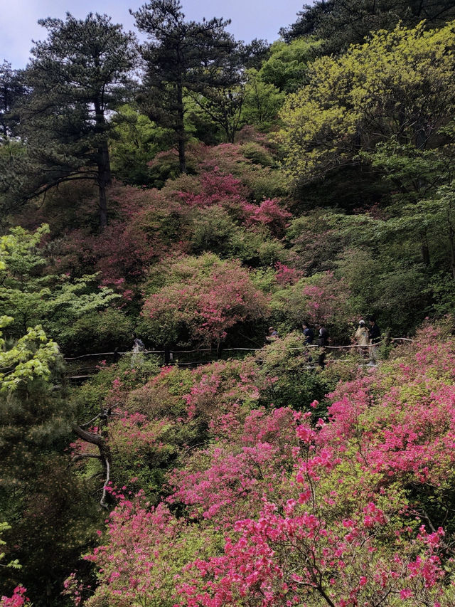 杜鵑花海暴擊｜在鄂東第一峰收割春日限定浪漫