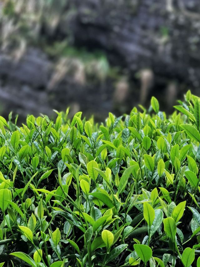 武夷山旅遊｜2天1晚保姆級攻略